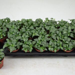 Fittonia Mosaic Marble Green 8,5 CM
(21 Plants/Order)(8.5cmP 12cmH)