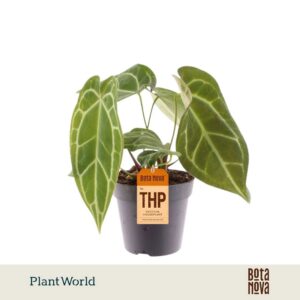 Anthurium Leaf Chrystalinnum
(10 Plants/Order)(12cmP 30cmH)
