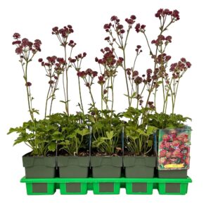 Astrantia major Red P11
(10 Plants/Order)(11cmP 25cmH)