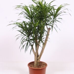 Dracaena Anita
(1 Plants/Order)(27cmP 100cmH)