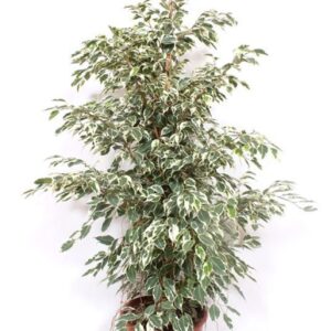 Ficus Twilight
(1 Plants/Order)(27cmP 135cmH)