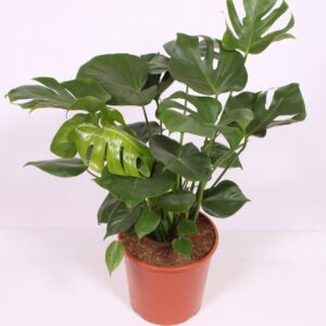 Monstera deliciosa
(1 Plants/Order)(30cmP 80cmH)