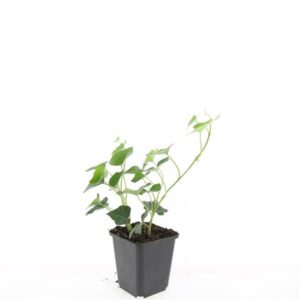 Hedera hibernica
(12 Plants/Order)(9cmP 5cmH)