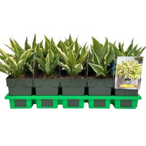 Hosta x fortunei Bobcat' P11
(10 Plants/Order)(11cmP 25cmH)