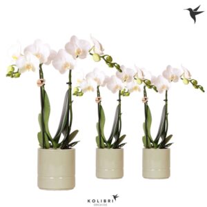 Phalaenopsis Multiflora white 2 spike in Pastel Pot green
(8 Plants/Order)(9cmP 40cmH)