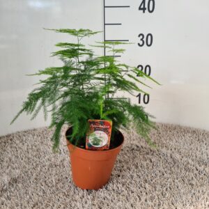 Asparagus setaceus
(8 Plants/Order)(13cmP 30cmH)
