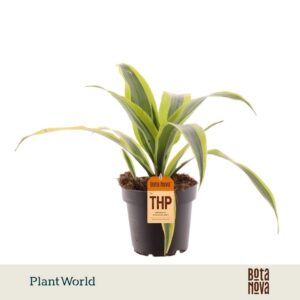 Dracaena Lemon Lime Fragrans
(10 Plants/Order)(12cmP 35cmH)