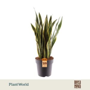 Sansevieria Laurentii 100-110 cm
(1 Plants/Order)(27cmP 100cmH)