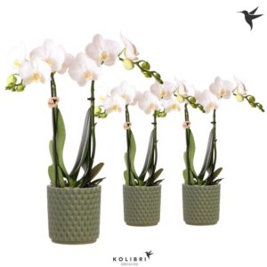 Phalaenopsis Multiflora white 2 spike in Diamond Pot green
(8 Plants/Order)(9cmP 40cmH)