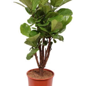 Ficus lyrata
(1 Plants/Order)(27cmP 130cmH)
