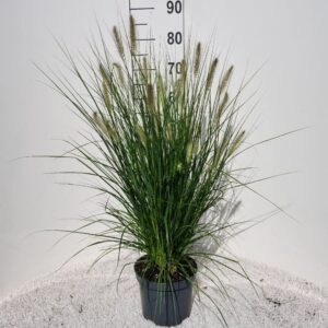 Pennisetum alopecuroides Hameln
(1 Plants/Order)(19cmP 70cmH)