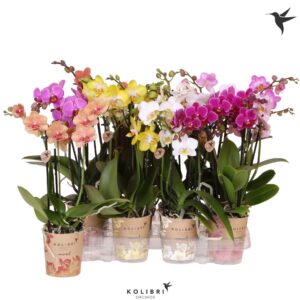 Phalaenopsis Multiflora mix 3 spike
(12 Plants/Order)(9cmP 40cmH)