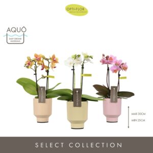 Phalaenopsis Multiflora Optifriend mix 2 spike in Emilia mix Aquo
(6 Plants/Order)(7cmP 25cmH)