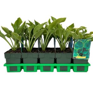 Hosta other Yellow River' P11
(10 Plants/Order)(11cmP 25cmH)