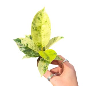 Ficus gevlochten stam Ficus Shivereana
(5 Plants/Order)(2cmP 15cmH)