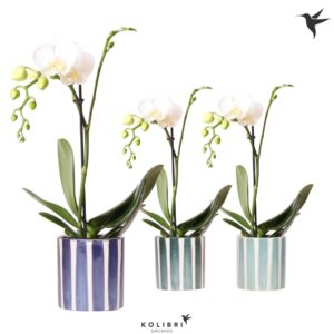 Phalaenopsis Multiflora white 1spike in Painted Stripe blue
(8 Plants/Order)(9cmP 40cmH)