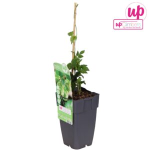 Humulus lupulus Nordbrau P15
(10 Plants/Order)(15cmP 65cmH)