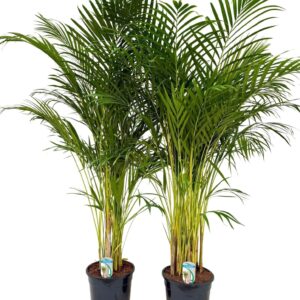 Chrysalidocarpus Dypsis lutescens P24 H130 DYPSLUT24H130
(1 Plants/Order)(24cmP 135cmH)