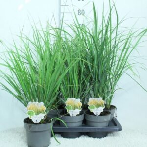 Calamagrostis x Karl Foerster acutiflora P17
(6 Plants/Order)(17cmP 100cmH)