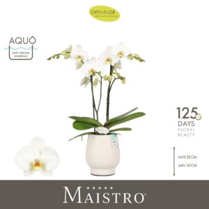 Phalaenopsis white more Ripsen Maistro Beethoven 2 spike 50 cm in Abruzzo White Aquo
(3 Plants/Order)(12cmP 60cmH)