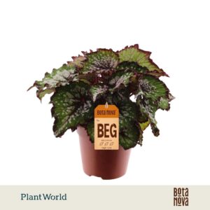 Begonia (Rex Grp) Magic Colours Bos
(8 Plants/Order)(12cmP 25cmH)
