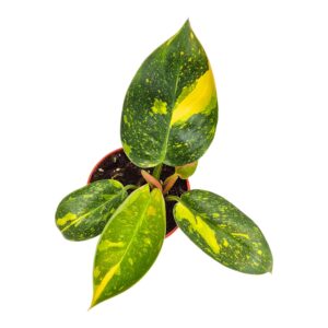 Philodendron Philodendron Green Congo Variegata
(2 Plants/Order)(12cmP 15cmH)