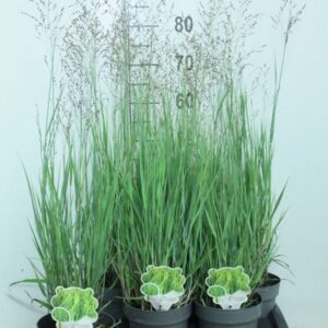 Panicum virgatum Heavy Metal
(6 Plants/Order)(17cmP 90cmH)