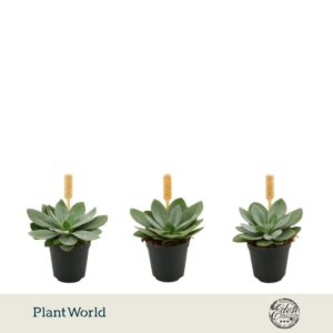 Senecio Mountain Fire Cephalophorus 5,5cm
(20 Plants/Order)(5.5cmP 999cmH)