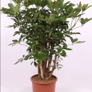 Schefflera Compacta arboricola
(1 Plants/Order)(27cmP 110cmH)