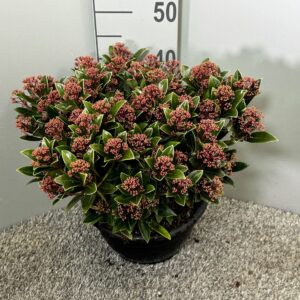 Skimmia japonica 'Antarctica' Schaal
(1 Plants/Order)(25cmP 40cmH)