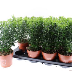 Euonymus japonicus Microphyllus
(8 Plants/Order)(13cmP 40cmH)