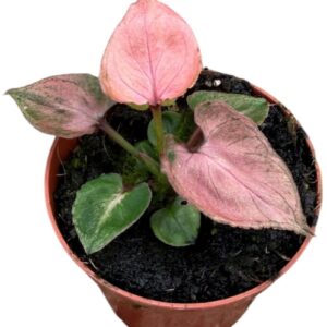 Syngonium Syngonium Pink Perfection
(14 Plants/Order)(8cmP 10cmH)