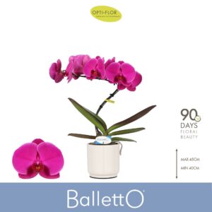 Phalaenopsis other purple more Balletto Pivot 1 spike in Lazio White
(3 Plants/Order)(12cmP 45cmH)