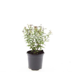 Spiraea japonica Anthony Waterer
(8 Plants/Order)(14cmP 10cmH)