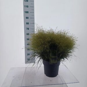 Deschampsia cespitosa Tardiflora'
(1 Plants/Order)(29cmP 105cmH)