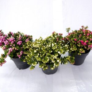 Gaultheria Pernettya mix P14
(8 Plants/Order)(14cmP 20cmH)