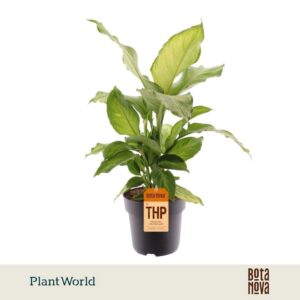 Dieffenbachia ivory Green
(3 Plants/Order)(21cmP 60cmH)