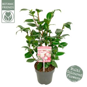 Camellia japonica Winter Festival' Premium
(6 Plants/Order)(15cmP 50cmH)