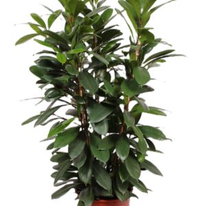 Ficus cyathistipula
(1 Plants/Order)(34cmP 140cmH)