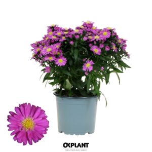 Aster Starletta Pink Serie
(10 Plants/Order)(12cmP 30cmH)