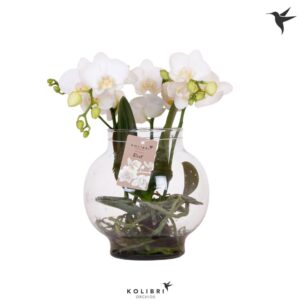 Phalaenopsis white more Ripsen Roots white in Glas bowl transparan
(2 Plants/Order)(16cmP 50cmH)