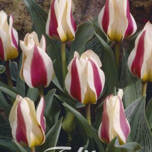 Droge Bulbs Tulipa Greigii Mary Ann x 7 12/+
(10 Plants/Order)(20cmP 25cmH)
