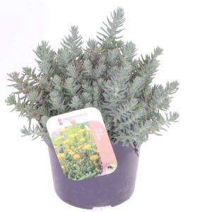Sedum reflexum
(8 Plants/Order)(13cmP 20cmH)