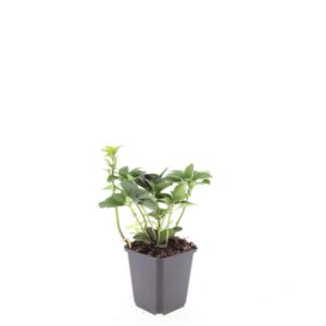 Pachysandra terminalis
(12 Plants/Order)(9cmP 10cmH)