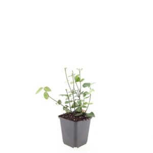 Euonymus fortunei Coloratus
(12 Plants/Order)(9cmP 15cmH)