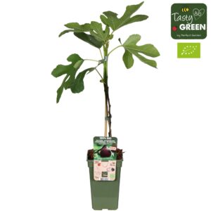 Ficus carica Gustissimo® Perretta® Bio P19
(6 Plants/Order)(19cmP 50cmH)