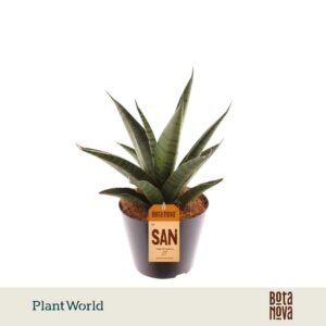 Sansevieria trifciata' Pineapple P10,5
(11 Plants/Order)(10.5cmP 35cmH)