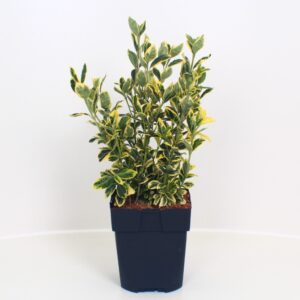 Euonymus Marieke japonicus P17
(6 Plants/Order)(17cmP 40cmH)