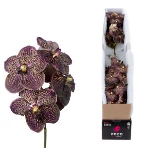 Vanda Sunanda Chocolate Brown Vanda Chocolate Brown X4
(4 Plants/Order)(cmP 30cmH)