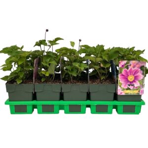 Anemone Serenade P11
(10 Plants/Order)(11cmP 25cmH)